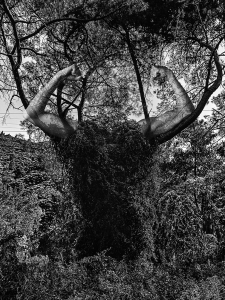 QueenOfTheForestWebsite